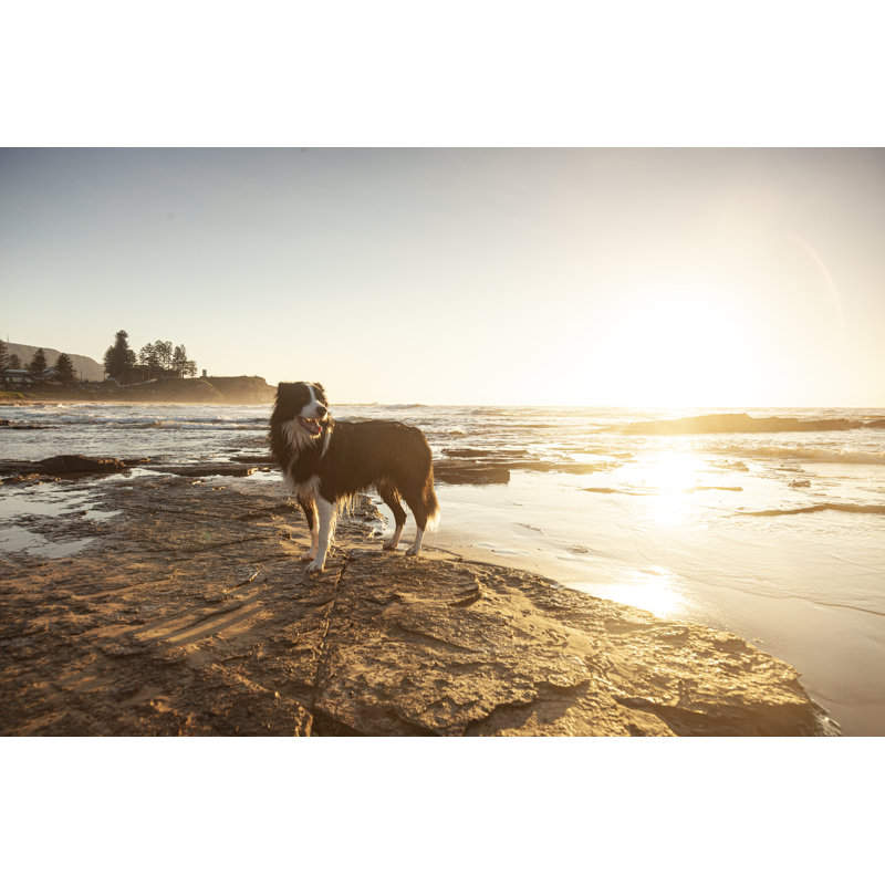Border Collie Enjoying - Wrapped Canvas Print, 30cm H x 46cm W x 3.8cm D