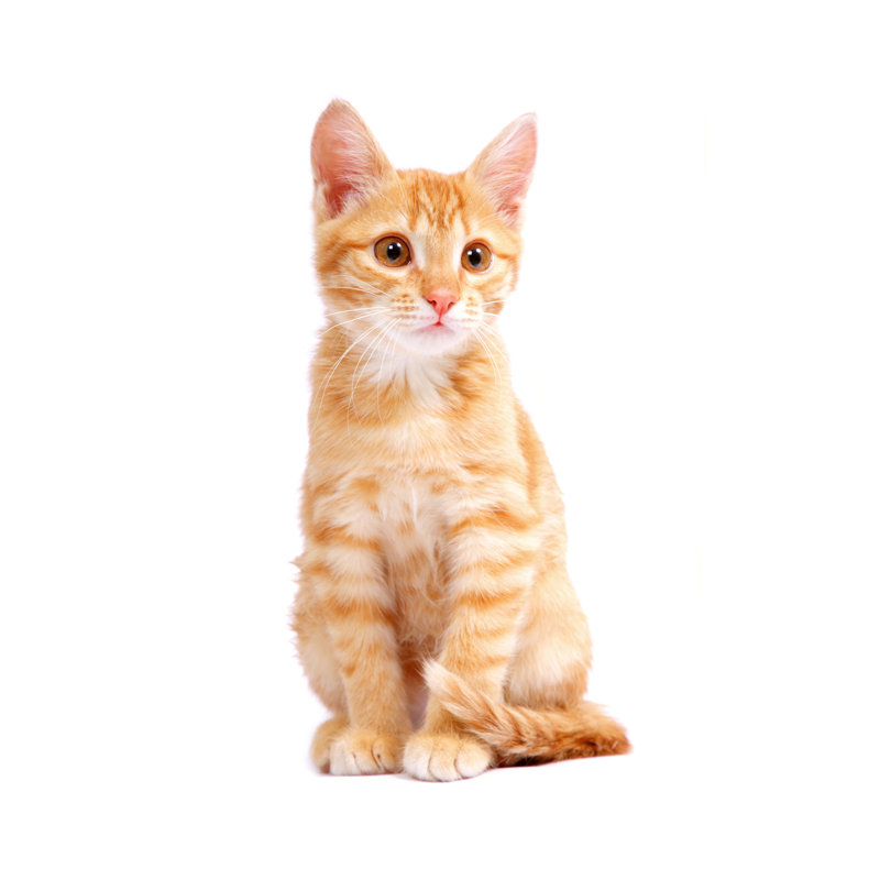 Ginger Kitten by MaRussya - No Frame Art Prints on Canvas, 122cm H x 81cm W