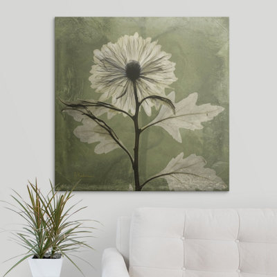 'Chrysanthemum X-Ray by Albert Koetsier Photographic Print