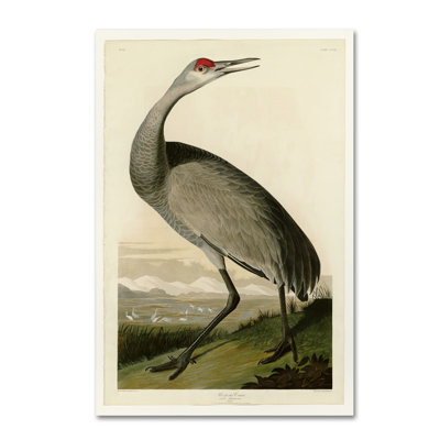« whooping craneplate 261 », reproduction sur toile tendue