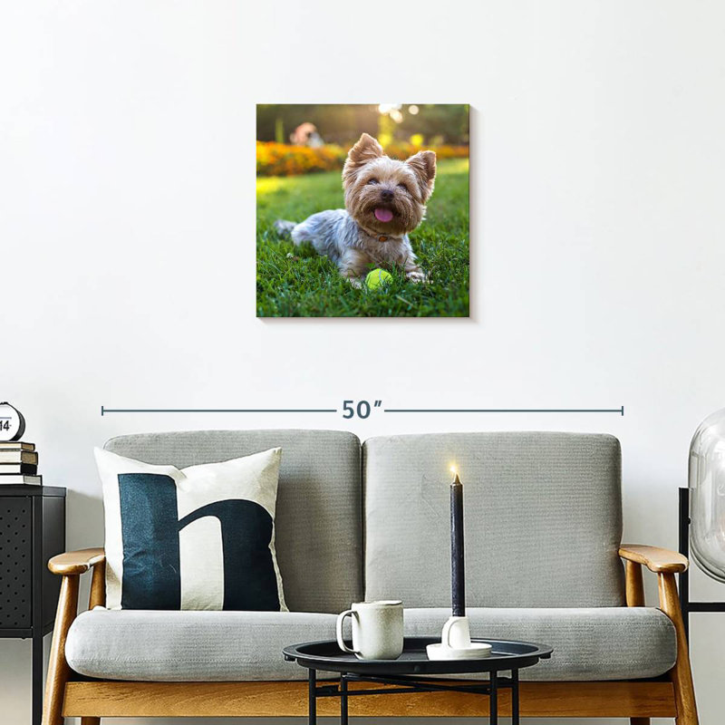 Crowle Yorkshire Terrier, 20" H x 20" W