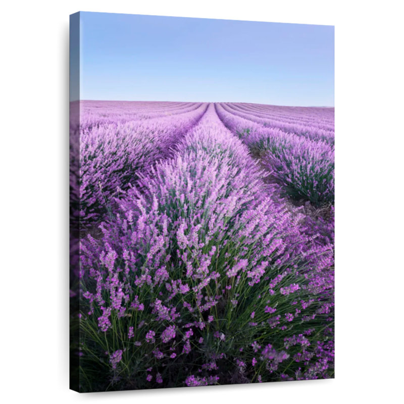 Lavande française Alvord Provence, H 24 po x l 16 po