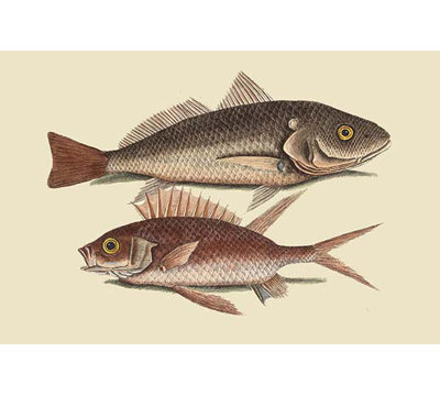 « red sea perchoir » par mark catesby, impression