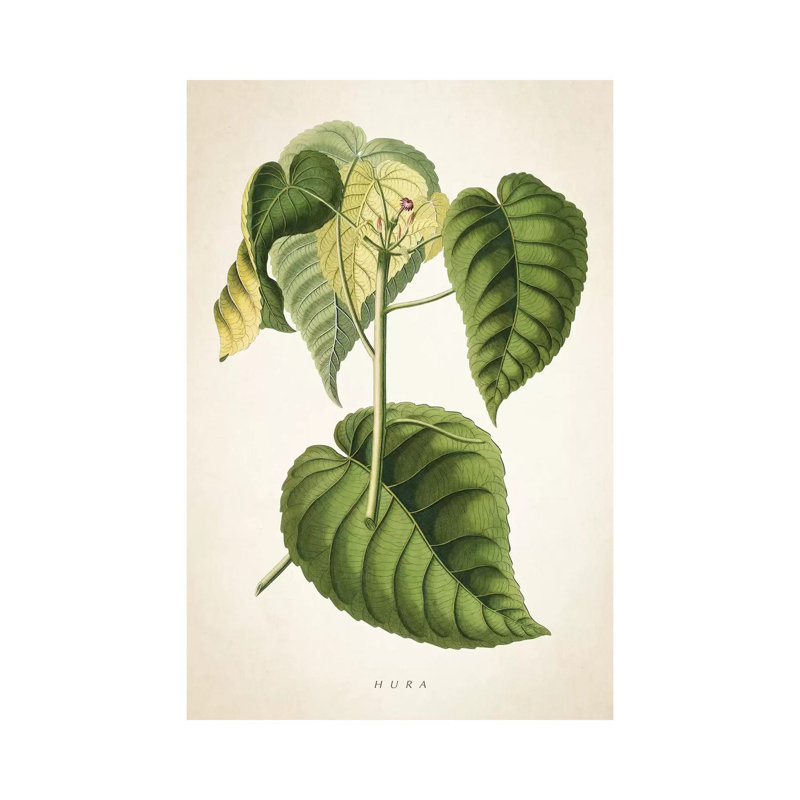 Hura Botanical 1 Piece Wrapped Canvas Painting, 101.6 cm H x 66.04 cm W x 1.91 cm D