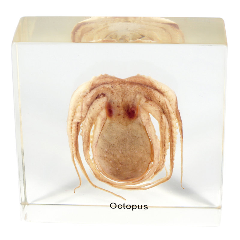 Philips Animals Figurines & Sculptures