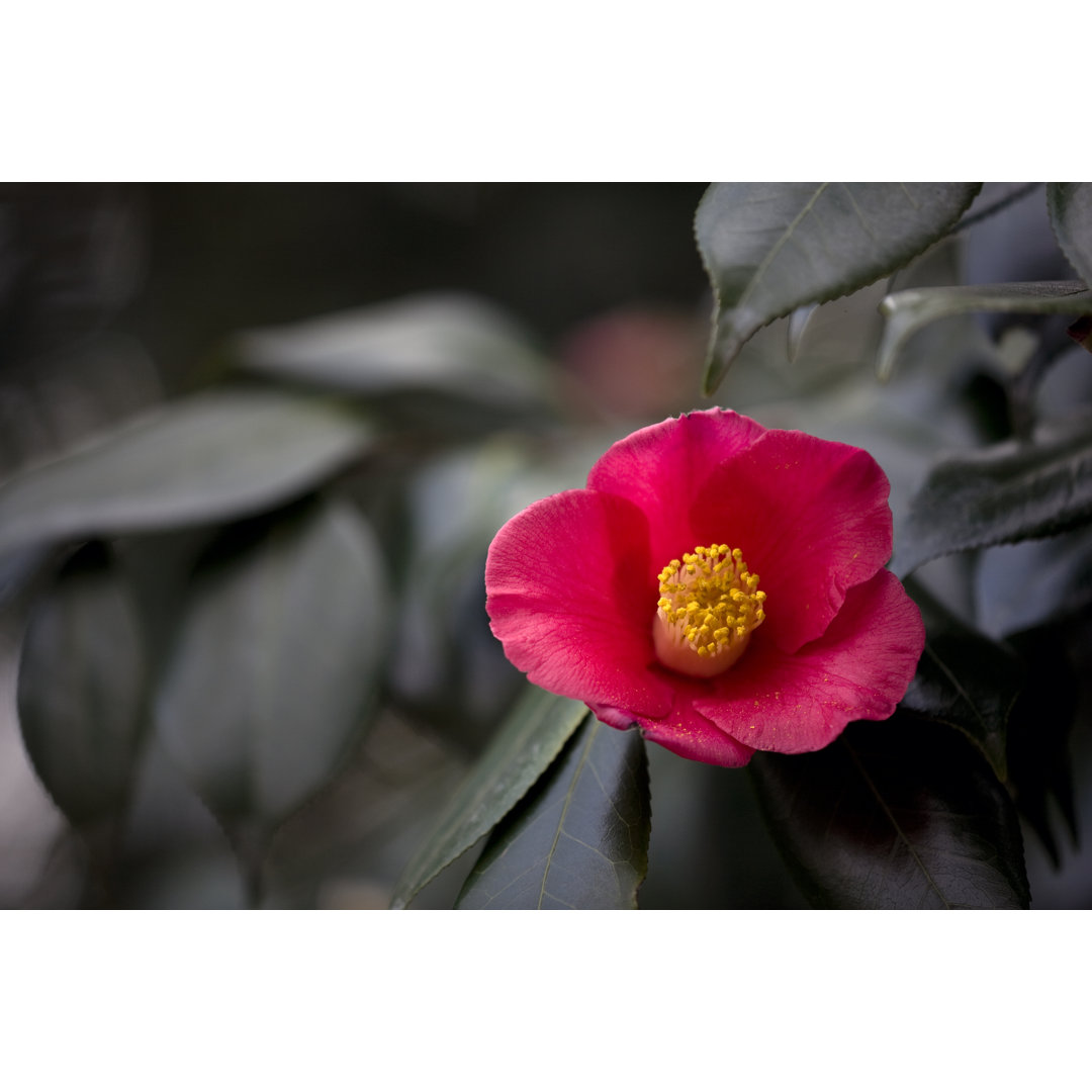 Camellia - Kunstdrucke auf Leinwand - Wrapped Canvas