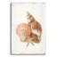  «Floursack Nautical Shells 1» par Danhui Nai, art mural en verre acrylique-1761115717