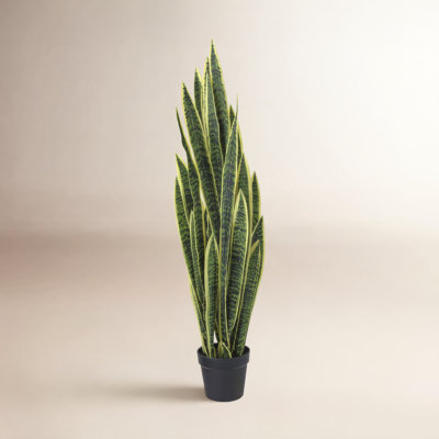 52.5 " Snake Plant in Pot