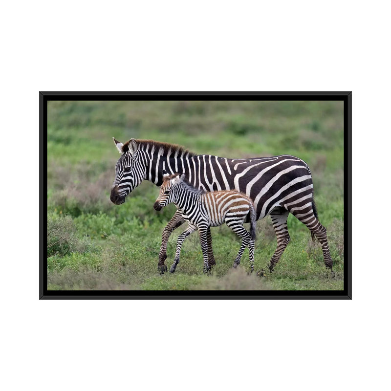 Reproduction de photo sur toile tendue, Burchell, H 18 po x l 26 po x P 1,5 po, Toile avec cadre noir, Pas de tapis