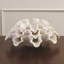 Marble Ruffle Bowl-White-38436931