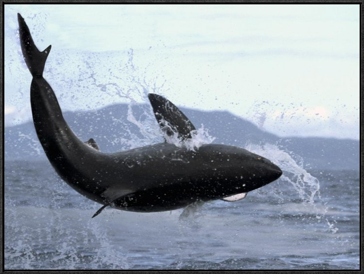 Great White Shark Leaping Out Of Water To Catch Seal, False Bay, South Africa - Wrapped Canvas Photograph, 24" H x 32" W