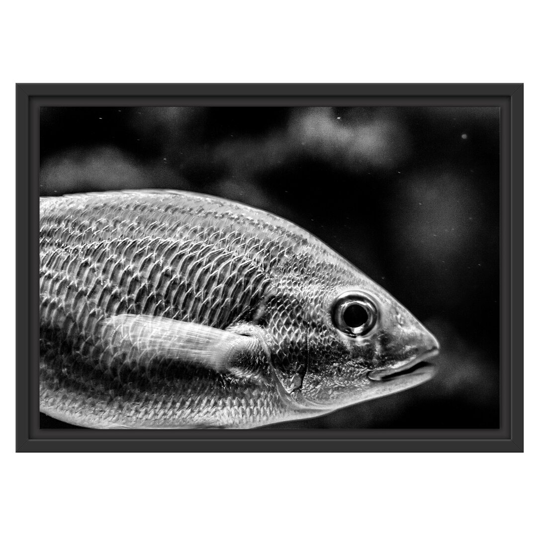 Blau gestreifter Fisch Gerahmter Fotodruck