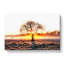 Sunlight Through The Oak Tree In Abstract - Wrapped Canvas Print-55337884