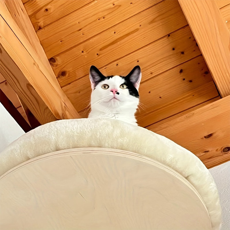 Cat Bed with Scratching Post Set