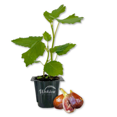 Olympian Fig Tree - Live Starter Plant in a Grower's Liner - Ficus Carica - Edible Fruit Tree for the Patio and Garden
