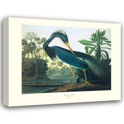 «Lark Manor» Audubon, John James, reproduction d'art sur toile tendue: Louisiana Heron (bordure décorative)
