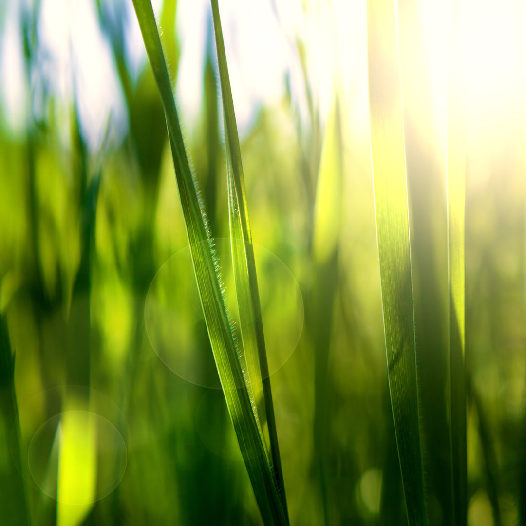 Leinwandbild Blades of Grass von Videnovic