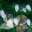 C9 LED Christmas Garland-1981558271-1939618996