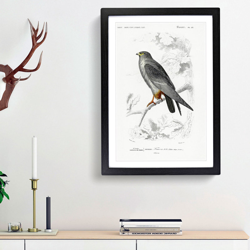 Bird Illustration PL. 25 by Charles d Orbigny - Framed Print, Black Framed, 45cm H x 33cm W x 2cm D