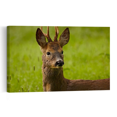 Wild Roe Deer Abstract Contemporary Landscape Nature Wall Art Print 1 Piece Wrapped Canvas Wall Art