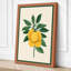 Lemon Study Botanical - Wrapped Canvas-176366580-176366585