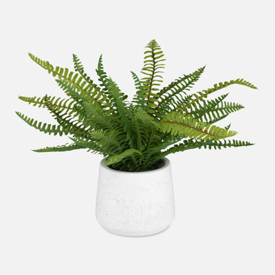 Bernard In White Ceramic Pot