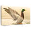 Canard colvert majestueux Brampt-107845167