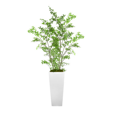 Bonsai Tree in Fiberstone Planter