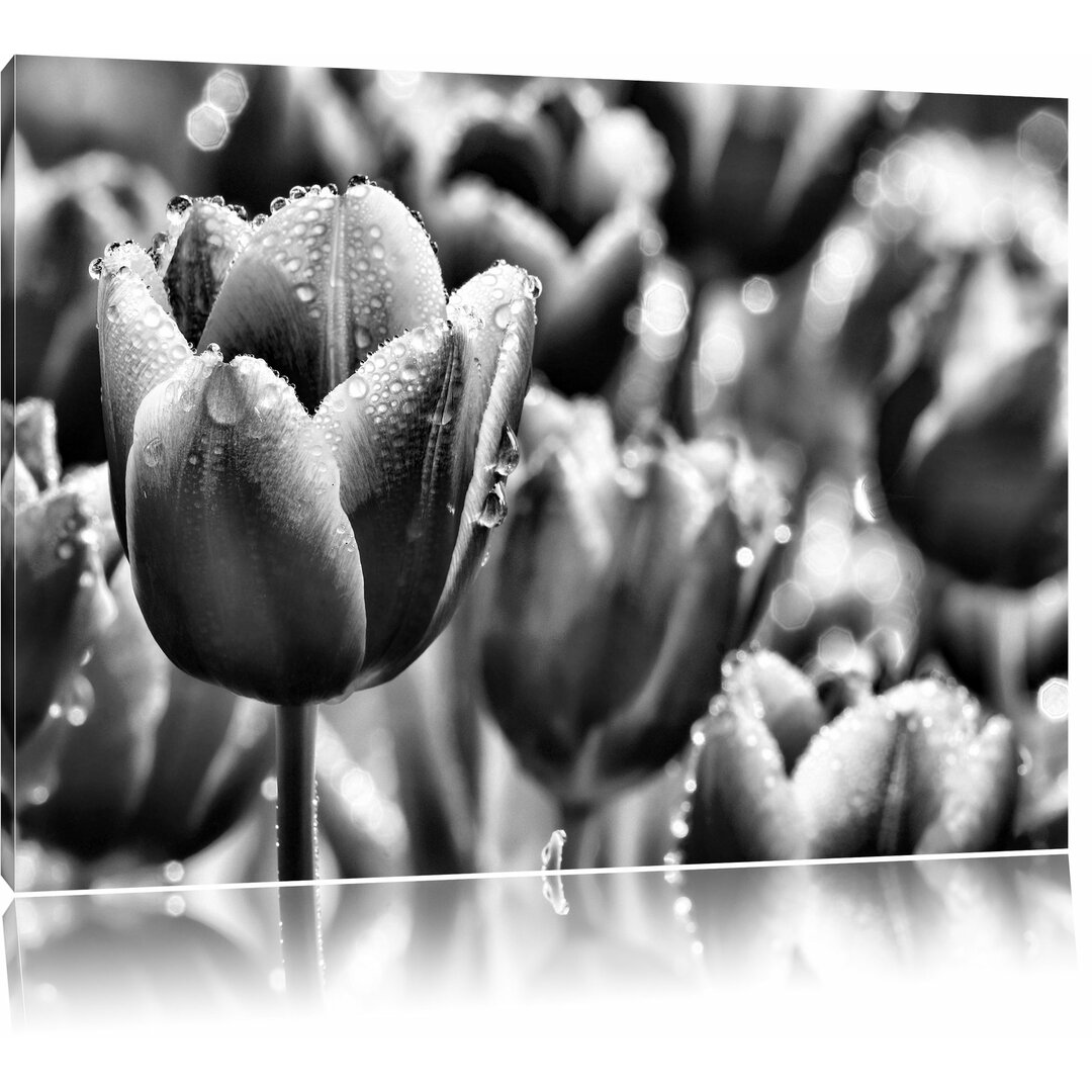 Leinwandbild Pinke Tulpen mit Morgentau in Monochrom