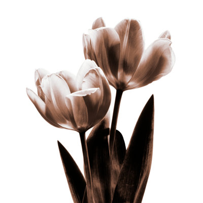 Tulipe en sépia II - impression sur toile tendue