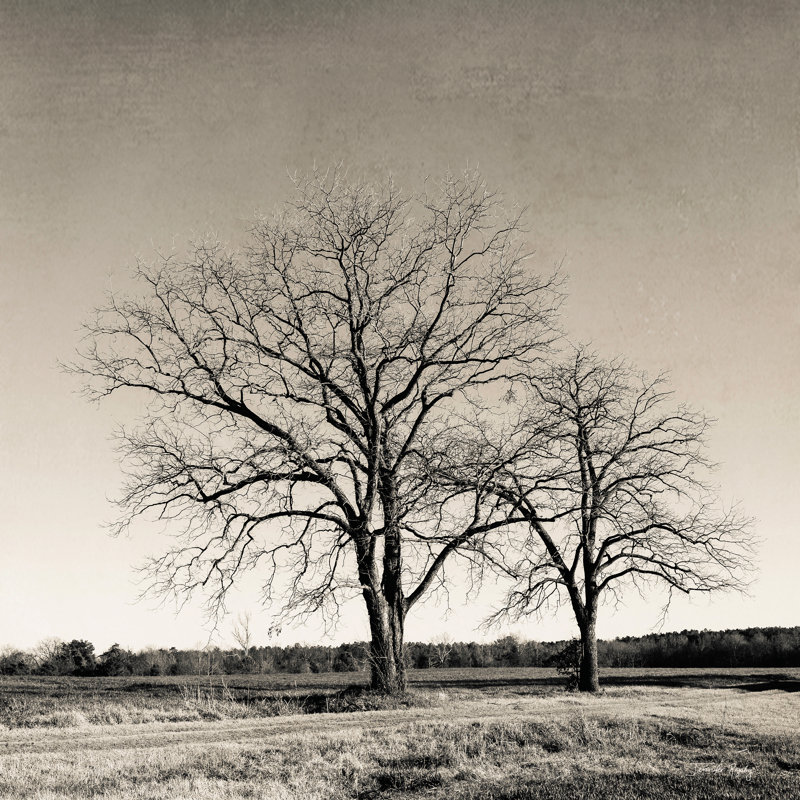 Arbre n ° 57 - Peinture, H 20 po x l 20 po, Papier avec cadre simple photo noyer avec passe-pa