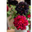 Tige de dahlia-1377937018