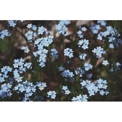 " Forget Me Nots II " by Laura Marshall
