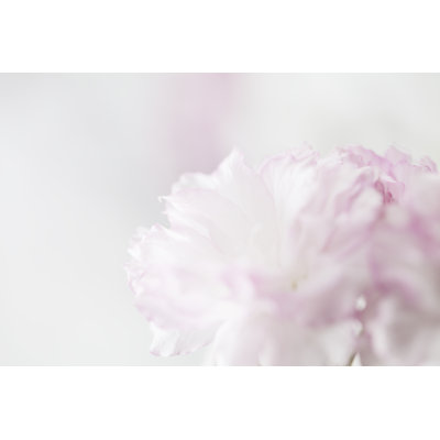 Cherry Blossom - Wrapped Canvas Print