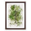 Leaf Lines - Framed Print-56741354-56741357
