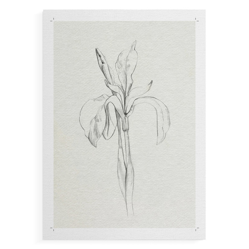 «Neutral Iris S Croquis II», impression sur toile seulement - non encadrée, H 18 po x l 12 po