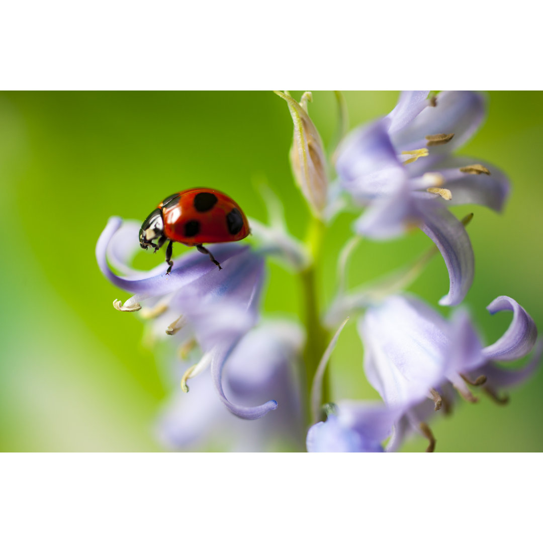 Marienkäfer sitzt auf einer Blume von Oluolu3 - Drucken