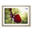 Red Anthurium Flower - Picture Frame Photograph Print-55597968-55597969