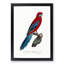 Crimson Rosella Parrot by F. Levaillant - Framed Print-55490551-55490555