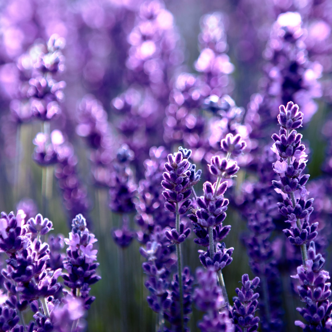 Andreonna Lavender Flower Field von Gadost - Leinwanddrucke