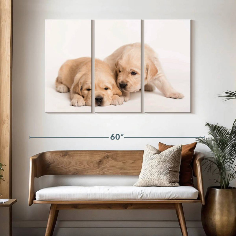 Brampt Golden Retriever de Brampt, H 32 po x l 50 po