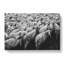Flock Of Sheep Vol.1 - Wrapped Canvas-61876914