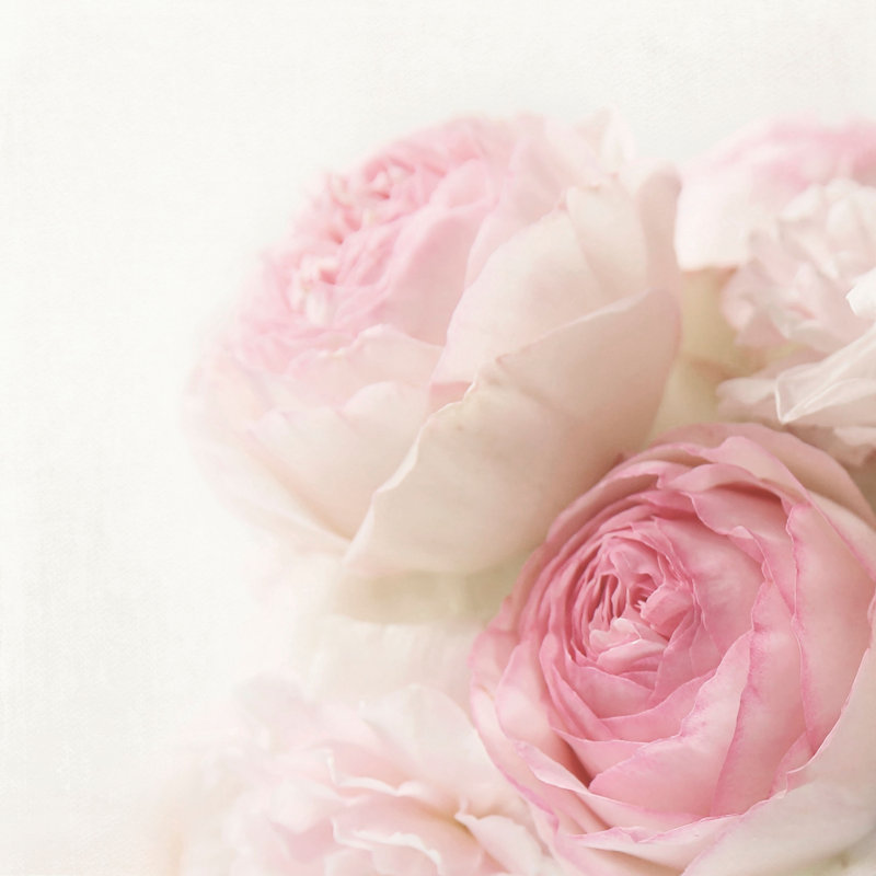 «Roses I» par Sylvia Cook - reproduction de photo sur toile, H 18 po x l 18 po x P 1,5 po