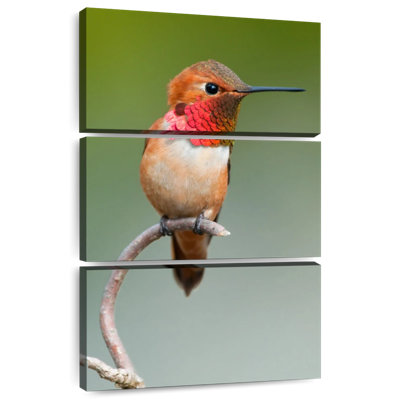 Brampt Male Rufous Hummingbird