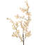 Vaporisateur d'eucalyptus blanchi 35 po 