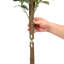 Faux Plant-1975661168