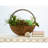 Aarush Wood Wall Planter