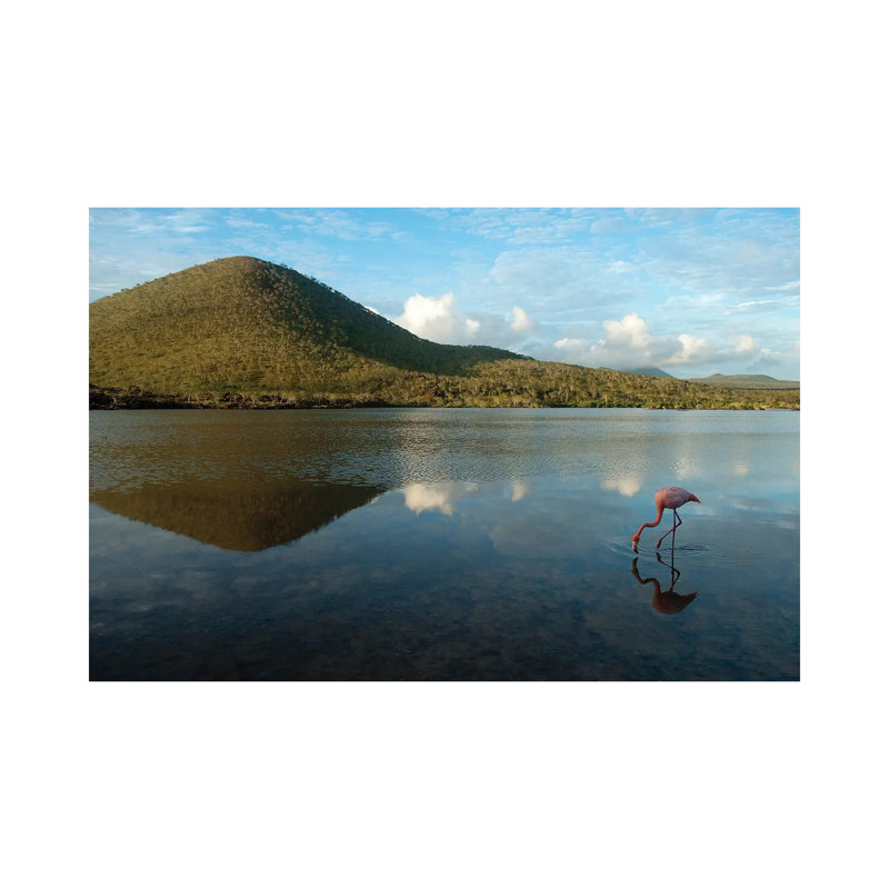 An American Flamingo On Floreana Island In Galapagos National Park by Joel Sartore - Wrapped Canvas Gallery-Wrapped Canvas Giclée