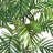 Areca Palm with Wicker Basket