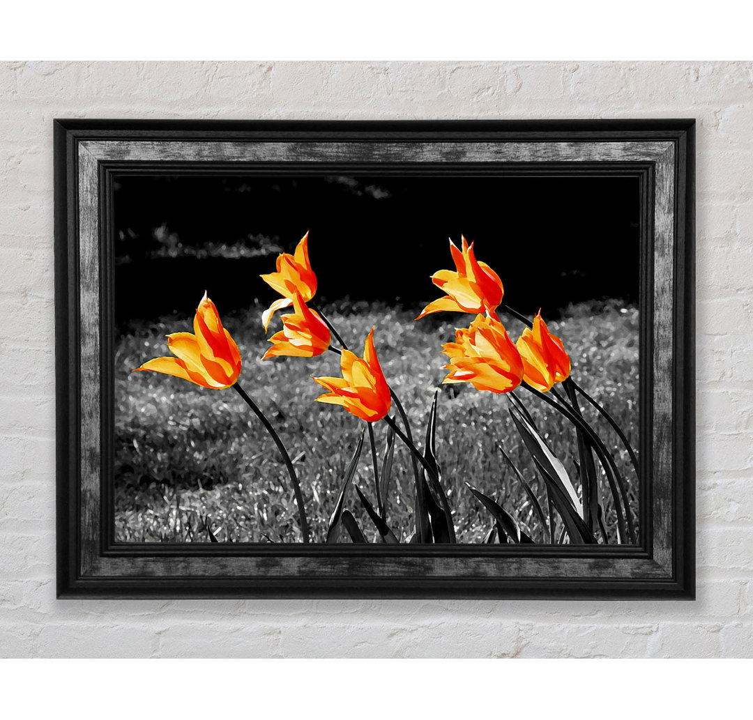 Orangefarbene Tulpen auf B N W - Druck